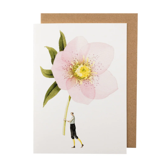 Laura Stoddart - Greeting Card - Pink Hellebore