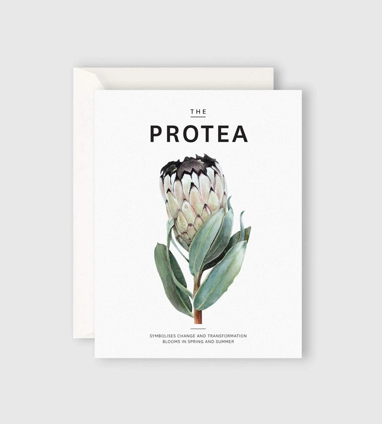 Father Rabbit Stationery - Greeting Card - The Protea