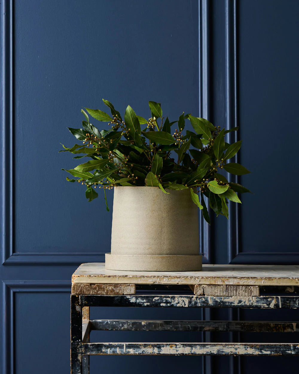 Robert Gordon - Pot Plant - White - Garden To Table