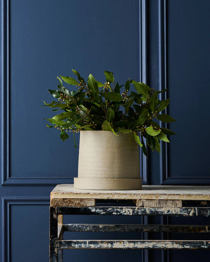 Robert Gordon - Pot Plant - White - Garden To Table